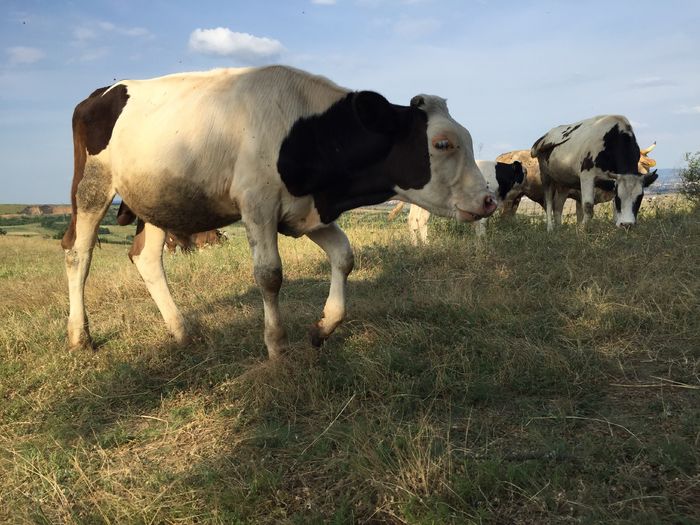 Stelica - Vacutele la pascut