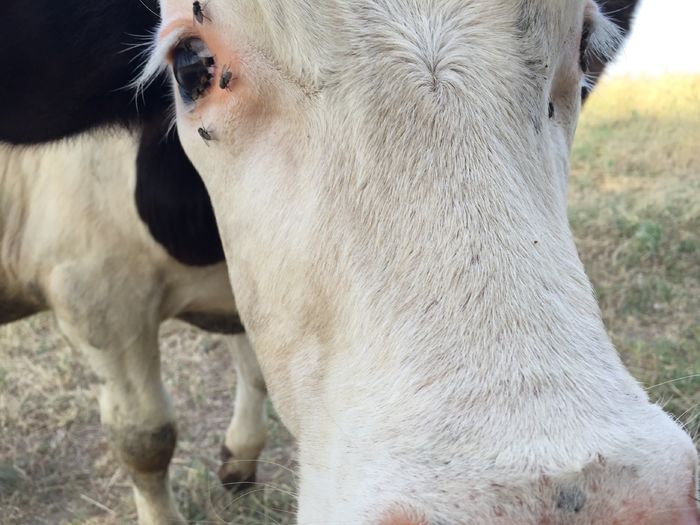 Tot Stelica :))) - Vacutele la pascut