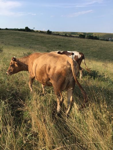 Lucica - Vacutele la pascut