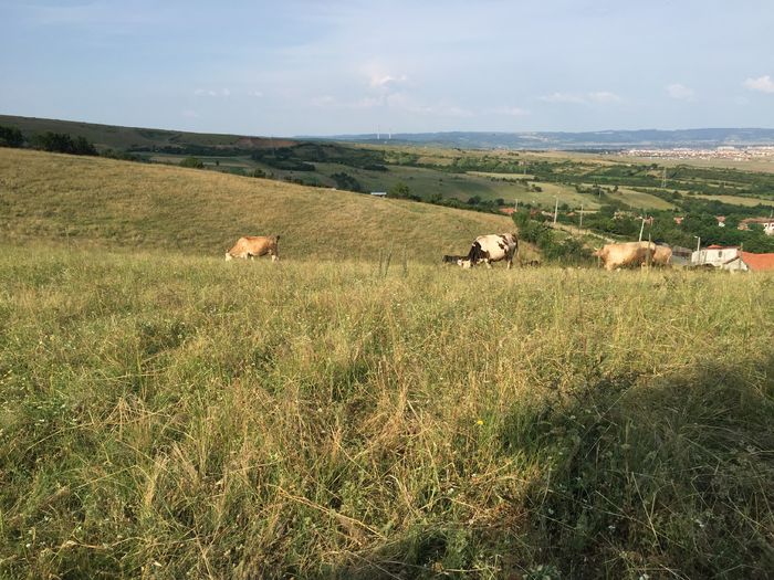 Vacutele - Vacutele la pascut