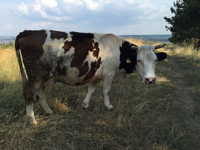 Mercuta la umbra - Vacutele la pascut