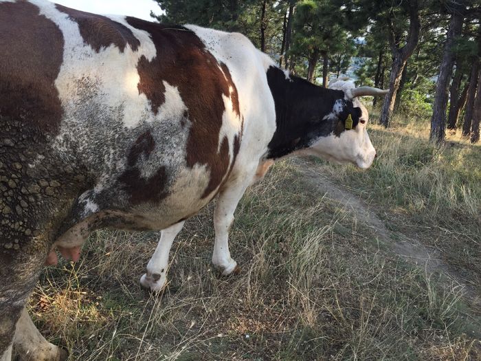 Tot ea - Vacutele la pascut