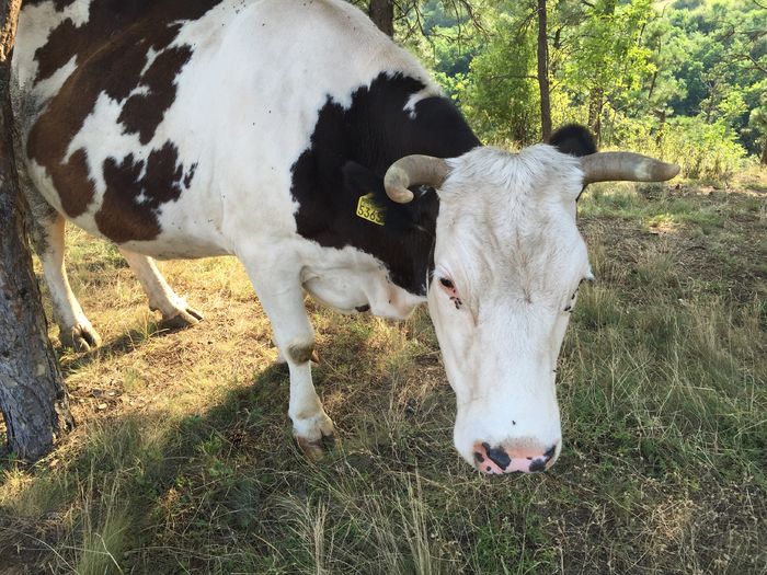 La umbra - Vacutele la pascut