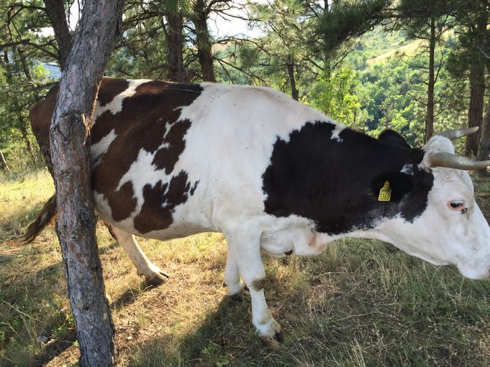 Mercuta - Vacutele la pascut