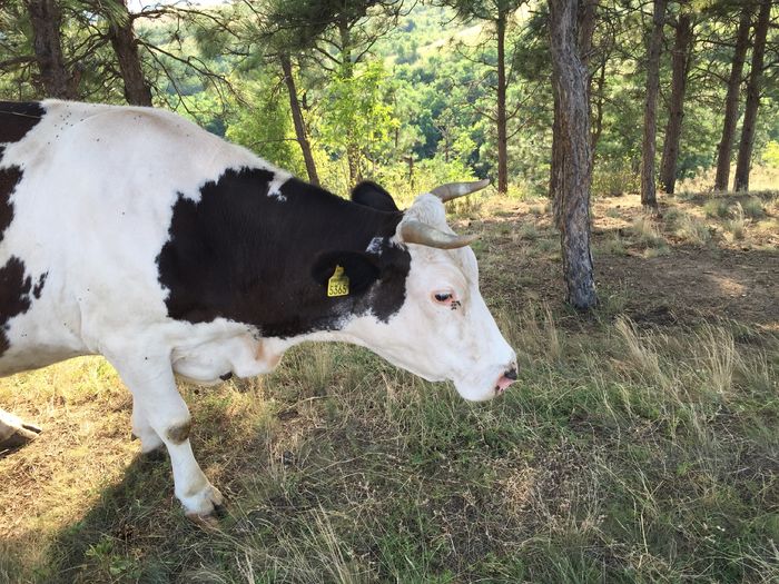 Tot ea - Vacutele la pascut