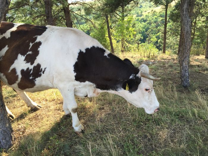 Tot ea - Vacutele la pascut