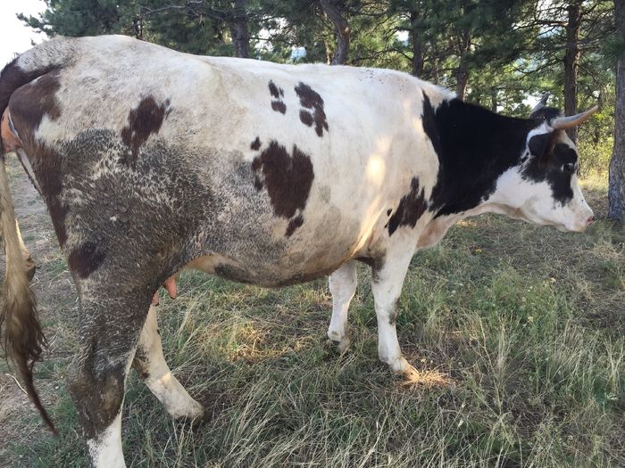 Florica - Vacutele la pascut