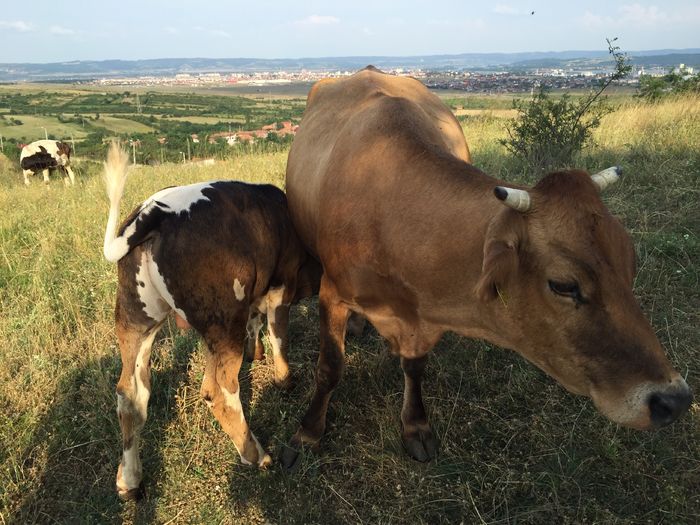 Vitelusul suge - Vacutele la pascut