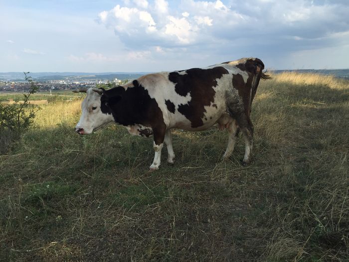 Mercuta - Vacutele la pascut