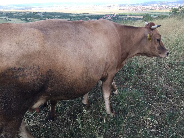 Lucica si Bondoc - Vacutele la pascut