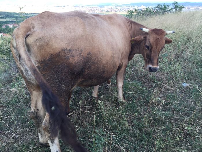 Tot ei - Vacutele la pascut