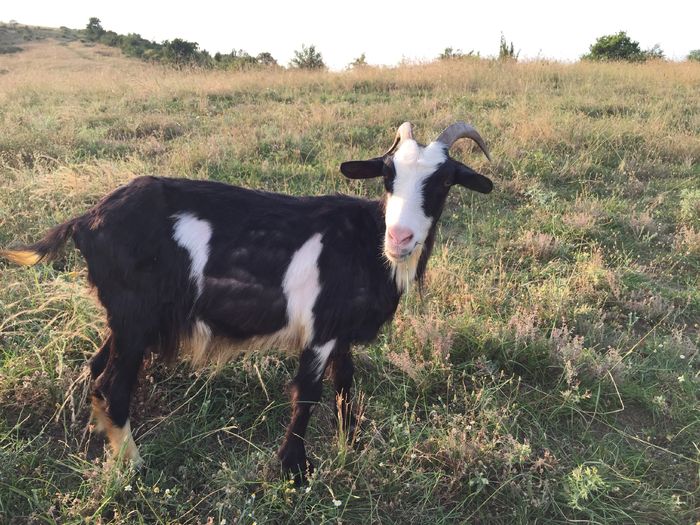 Tot ea - Vacutele la pascut