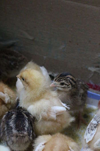 IMG_0507 - Zburatoare