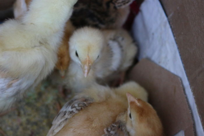 IMG_0547 - Zburatoare