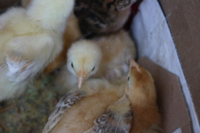 IMG_0548 - Zburatoare