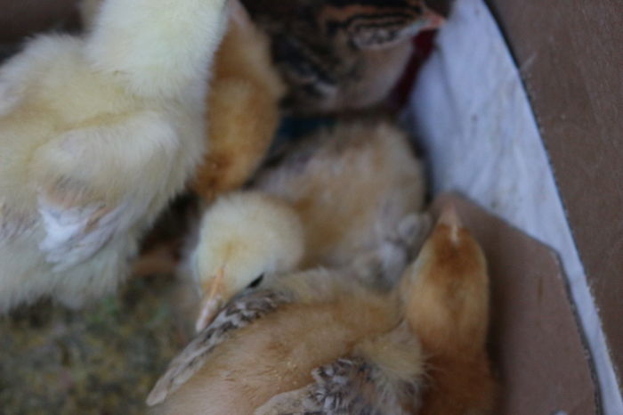 IMG_0549 - Zburatoare