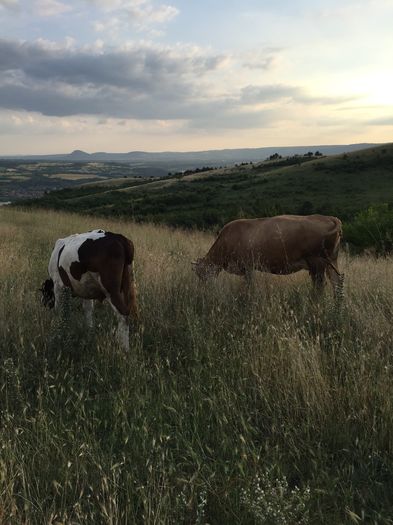 TOt ei - Vacutele la pascut