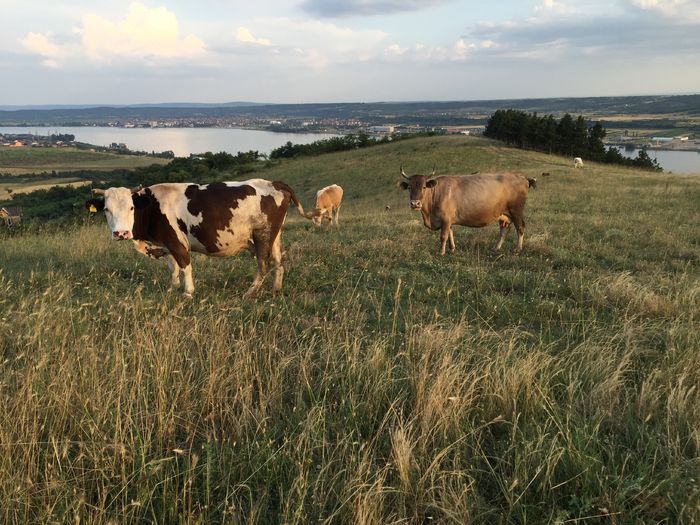 image - Vacutele la pascut