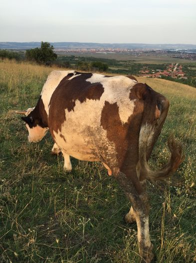 image - Vacutele la pascut