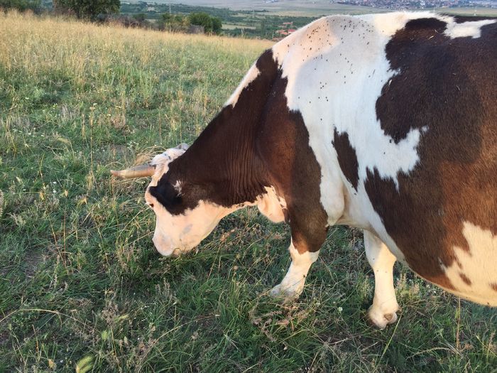 image - Vacutele la pascut