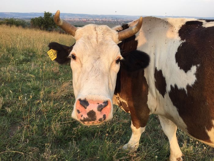 image - Vacutele la pascut