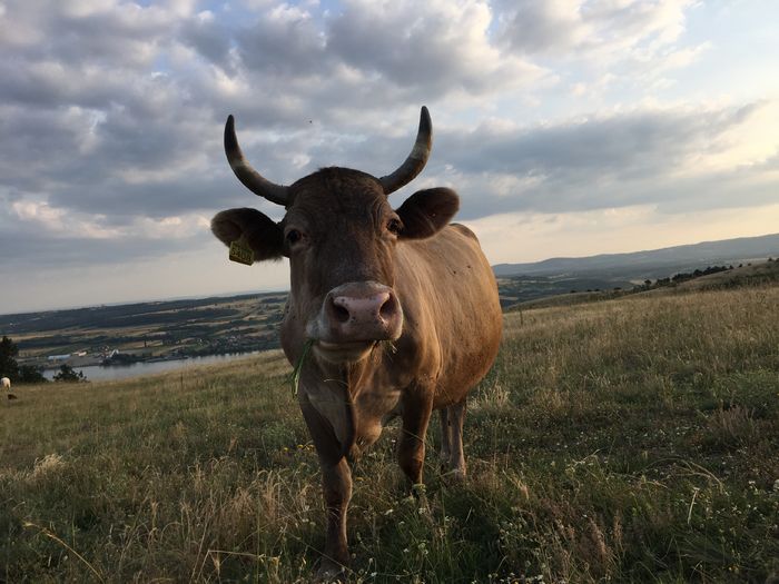 Mica - Vacutele la pascut