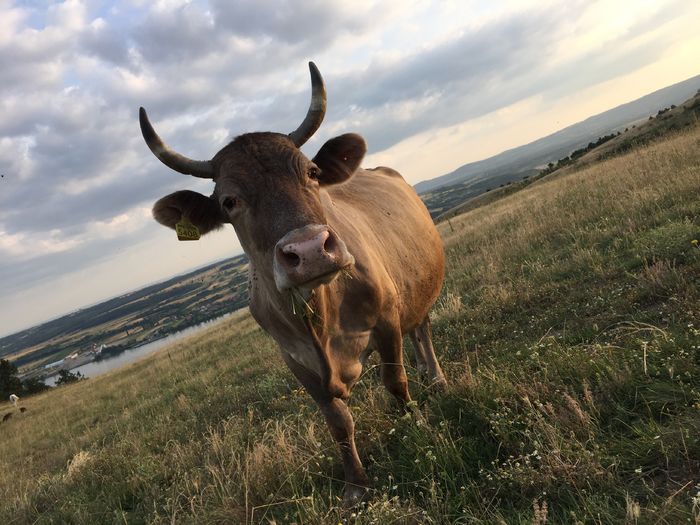 Mica - Vacutele la pascut