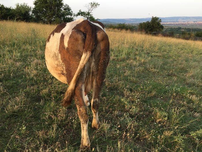 Mercuta - Vacutele la pascut