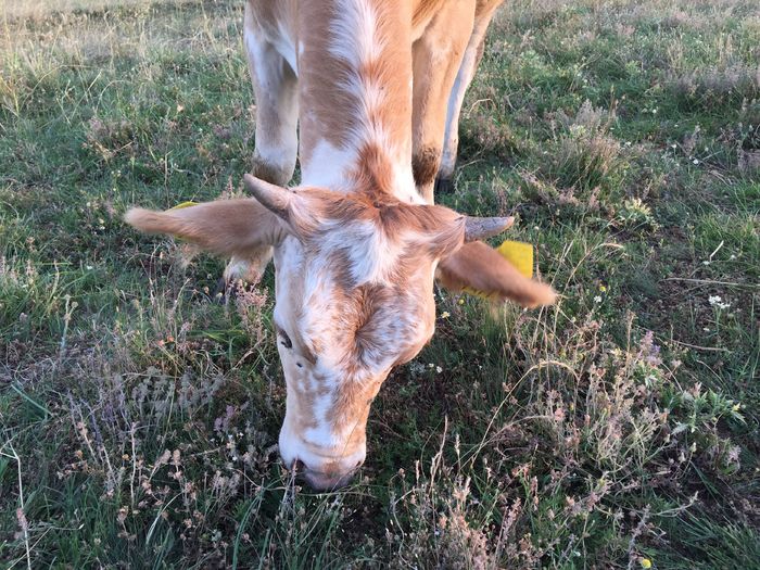 image - Vacutele la pascut