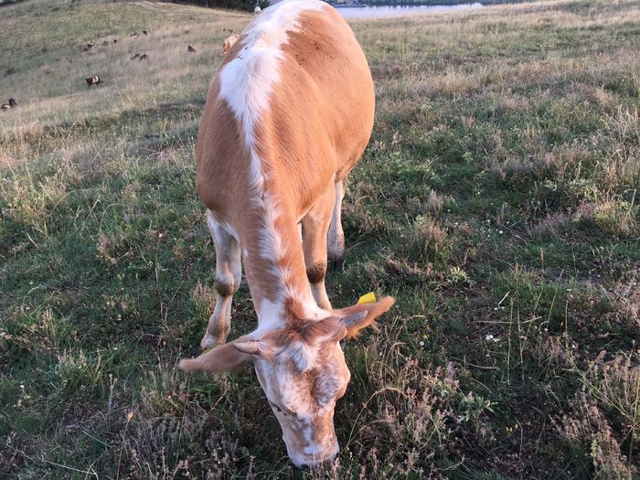 image - Vacutele la pascut