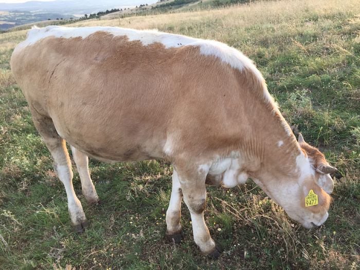 image - Vacutele la pascut