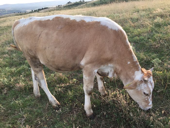 image - Vacutele la pascut