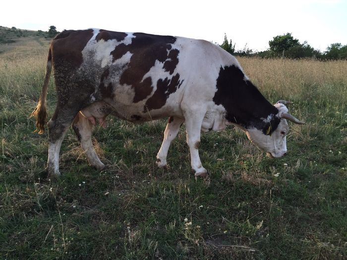 image - Vacutele la pascut