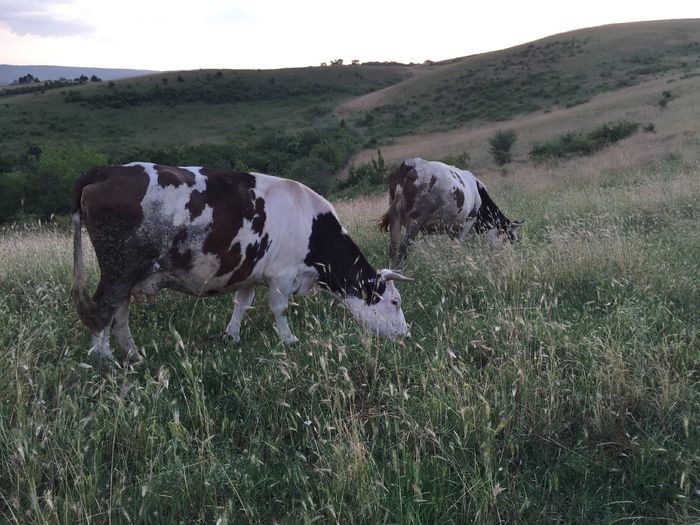 Mama Stanga fiica dreapta