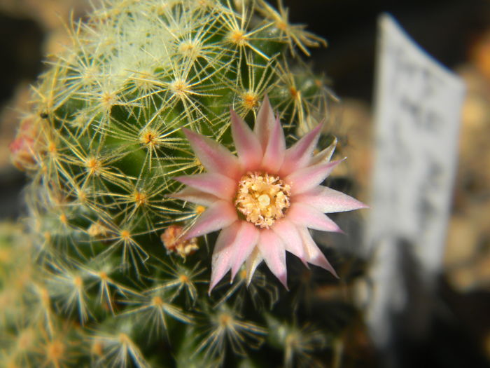 DSCN7325