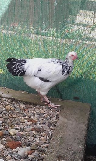 20160620_113458 - BRAHMA PUII SERIA 1