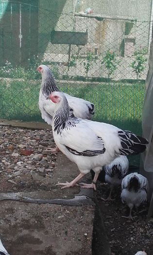20160620_113420 - BRAHMA PUII SERIA 1