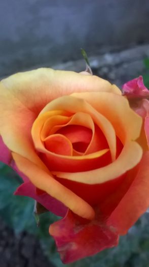 WP_20160627_06_30_31_Pro - Trandafiri 2016