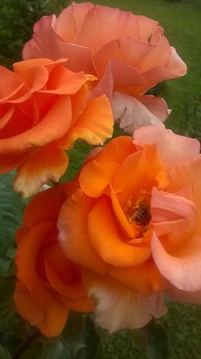 WP_20160626_07_56_43_Pro - Trandafiri 2016