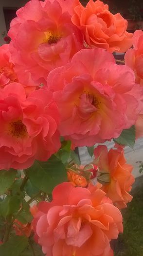 WP_20160626_07_56_13_Pro - Trandafiri 2016