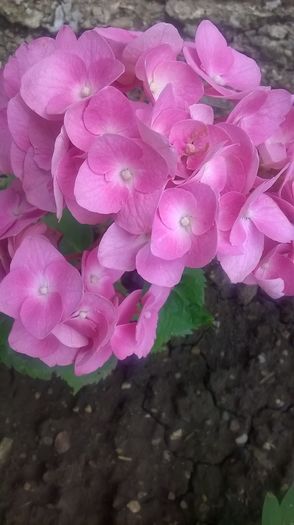 WP_20160626_07_53_35_Pro - gradina 2016