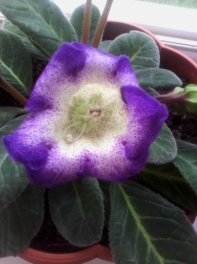 1467005039474 - Gloxinia Tigrina Blue 6