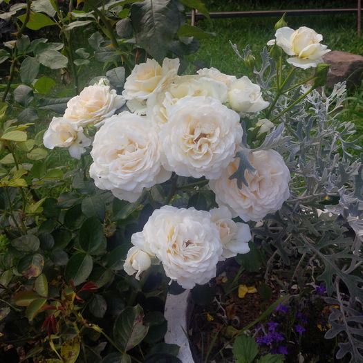 IMG_20160626_161314 - gradina iunie 2016