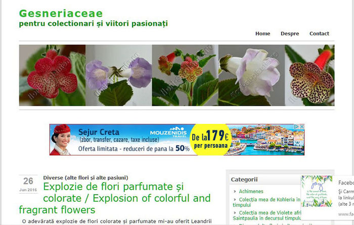 UPDATE blog; Leandrii infloriti
http://gesneriaceae.flori-si-plante.ro/?p=3190
