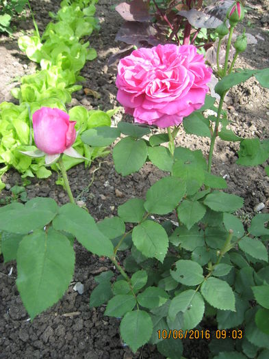 Picture 6376 - Trandafiri de dulceata
