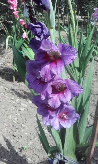 20160626_110430 - flori 2016