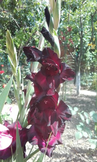 20160626_110509 - flori 2016