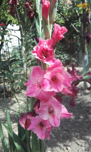20160626_110529 - flori 2016