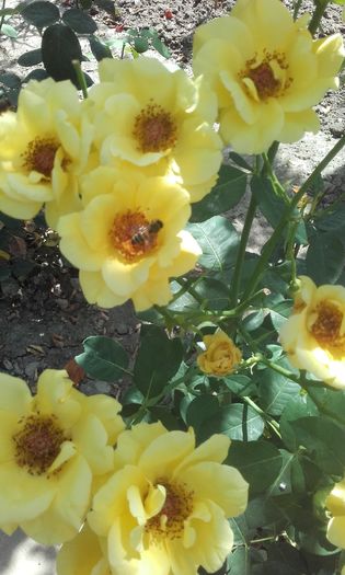 20160626_110643 - trandafiri 2016