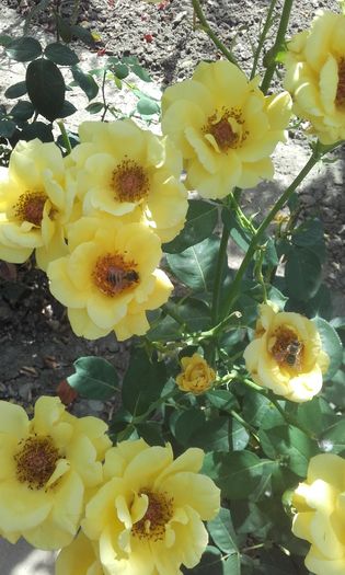 20160626_110640 - trandafiri 2016